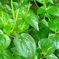 Gambar Daun sirih cina atau ketumpang air daun suruhan segar 500 gram-az dari Zanetherbal undefined 3 Tokopedia