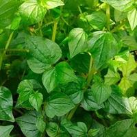 Gambar Daun sirih cina atau ketumpang air daun suruhan segar 500 gram-az dari Zanetherbal undefined 1 Tokopedia