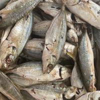 Gambar Ikan Kembung Asin dari Pik Baking House Ci Mehong undefined 2 Tokopedia