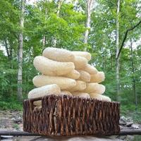 Gambar Eco Sponge Loofah Vegetable Gambas Natural Berkualitas Cucurbitaceae - S dari TAAJJABA NATURAL ETHNICAL undefined 5 Tokopedia