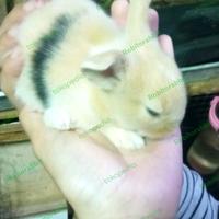 Gambar kelinci lokal murah dari Robitorabbit undefined 3 Tokopedia