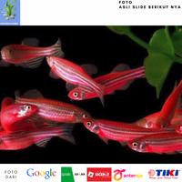Gambar IKAN HIAS/IKAN ZEBRA DANIO PINK/Ikan Aquascape dari Amazoonhydro undefined 3 Tokopedia