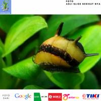 Gambar Keong Hias/Keong BUMBLEBEE/Keong Hias Aquascape dari Amazoonhydro undefined 4 Tokopedia