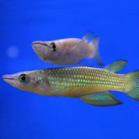 Gambar ikan killifish gold panchax / ikan pala timah / ikan hias mini dari QUEEN INNA FISH ID undefined 3 Tokopedia