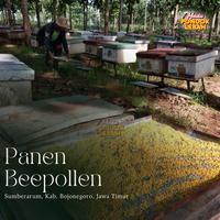 Gambar Bee Pollen (Tepung Sari Bunga Alami) Halus 1 Kg - Pondok Lebah dari Madu Pondok Lebah undefined 5 Tokopedia