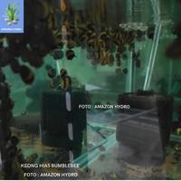 Gambar Keong Hias/Keong BUMBLEBEE/Keong Hias Aquascape dari Amazoonhydro undefined 3 Tokopedia