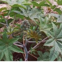 Gambar daun kaliki merah 250gram untuk obat herbal dari Sakura Herbal Alami undefined 2 Tokopedia