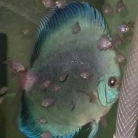 Gambar ikan Discus Blue Diamond hb - ukuran 2 inch dari Mataram Discus undefined 1 Tokopedia