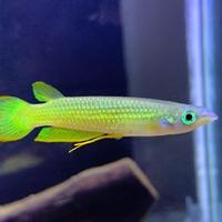 Gambar ikan killifish gold panchax / ikan pala timah / ikan hias mini dari QUEEN INNA FISH ID undefined 4 Tokopedia