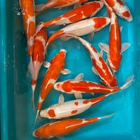 Gambar PAKET IKAN KOI Blitar 38-40cm 15 ekor Grade A+ dari Planet Koi undefined 3 Tokopedia
