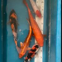 Gambar IKAN KOI Blitar Mix 38-40cm Grade A+ dari Planet Koi undefined 3 Tokopedia