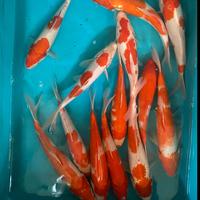 Gambar PAKET IKAN KOI Blitar 38-40cm 15 ekor Grade A+ dari Planet Koi undefined 1 Tokopedia