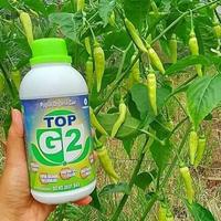Gambar Pupuk TopG2 500 ml (buah lebih lebat dan besar) dari Vania_shop_originalll undefined 1 Tokopedia