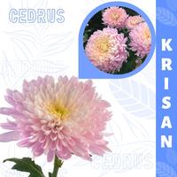 Gambar Benih KRISAN PINK (isi-5) Bibit Biji Chrysanthemum dari Cedrus undefined 1 Tokopedia