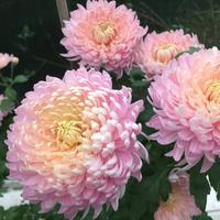 Gambar Benih KRISAN PINK (isi-5) Bibit Biji Chrysanthemum dari Cedrus undefined 2 Tokopedia