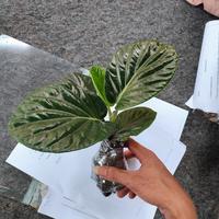 Gambar pohon sirih papua/tanaman sirih hitam dari beautifull plant undefined 1 Tokopedia