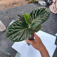 Gambar pohon sirih papua/tanaman sirih hitam dari beautifull plant undefined 2 Tokopedia