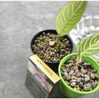 Gambar Anakan aglonema golden hope daun 2-3 dari azzela tanaman hias undefined 1 Tokopedia