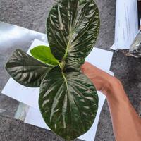 Gambar pohon sirih papua/tanaman sirih hitam dari beautifull plant undefined 3 Tokopedia