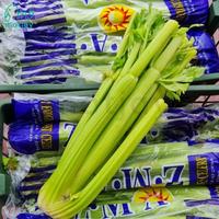 Gambar Seledri Batang Celery Stick Import Fresh 1KG - 1 KG dari Motjay undefined 3 Tokopedia