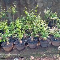 Gambar bahan bonsai anting putri batang hitam dari albyflora undefined 4 Tokopedia