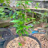 Gambar bahan bonsai anting putri batang hitam dari albyflora undefined 3 Tokopedia