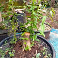 Gambar bahan bonsai anting putri batang hitam dari albyflora undefined 1 Tokopedia