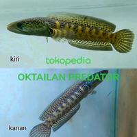 Gambar auranti lelangan dari OKTAILAN PREDATOR undefined 4 Tokopedia