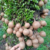 Gambar Bibit Pohon buah Kepel 1,5 meter Up  langka dari EMBUN PAGI SLEMAN YOGYAKARTA undefined 4 Tokopedia