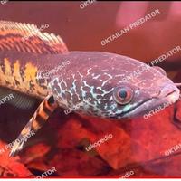 Gambar auranti lelangan dari OKTAILAN PREDATOR undefined 3 Tokopedia