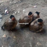 Gambar burung kutilang anakan dari Samodro Bird undefined 2 Tokopedia