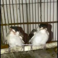 Gambar burung kutilang anakan dari Samodro Bird undefined 1 Tokopedia