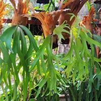 Gambar Tanaman Gantung Tanduk Rusa / Simbar Menjangan/ Platycerium willinckii dari Rocketfield Plantary undefined 1 Tokopedia