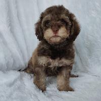 Gambar Puppy Poodle Brown N tan dari Fairlady kennel undefined 2 Tokopedia
