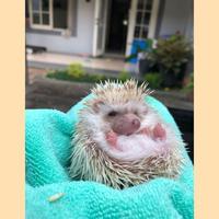 Gambar landak mini albino dapat Bonus - Betina dari Hammygengs undefined 1 Tokopedia