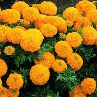 Gambar Biji Benih Bunga Gumitir Marigold African Crackerjack Mix Color - Isi 30 biji dari Dahlia Farm undefined 3 Tokopedia