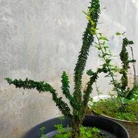 Gambar Cemara Sekka Hinoki/ Cemara Import/ Cemara Jepang dari Eenkshop undefined 2 Tokopedia