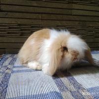 Gambar Kelinci hias fuzzy lop lucu - hitam putih dari raharabbit undefined 1 Tokopedia