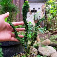 Gambar Cemara Sekka Hinoki/ Cemara Import/ Cemara Jepang dari Eenkshop undefined 1 Tokopedia