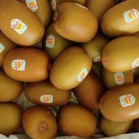 Gambar Buah Kiwi Golden Segar 1kg. dari Doyan daging Tanggerang undefined 2 Tokopedia