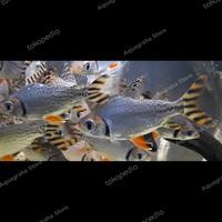 Gambar Ikan Hias Red Feifeng Red Fei Feng RFF American Flagtail Tankmate dari Aquagraha undefined 2 Tokopedia