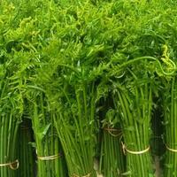Gambar pakis sayur/ pakis daun 100g dari Paradiseonline01 undefined 1 Tokopedia