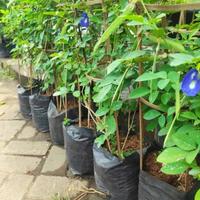 Gambar tanaman herbal teleng, tanaman hias bunga telang, kembang teleng dari MEKAR INDAH_NEW undefined 3 Tokopedia