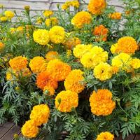 Gambar Benih Bibit Bunga MARIGOLD Kuning - Orange - Kuning dari Girinery undefined 2 Tokopedia