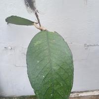 Gambar hoya sp aceh dari mangkrak undefined 5 Tokopedia