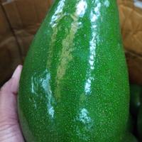 Gambar alpukat mentega super buah segar kemasan 1kilogram Buah segar dari Pondok Buah Charisa undefined 4 Tokopedia