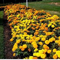 Gambar Benih Bibit Bunga MARIGOLD Kuning - Orange - Kuning dari Girinery undefined 3 Tokopedia