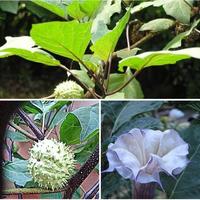 Gambar Benih Biji Kecubung Wulung Paket 10 Biji Tanaman Pohon Kecubung Datura Metel Obat Tradisional Mengobati Rematik Sembelit Asma Sakit Pinggang Bengkak Encok Radang Telinga dari Bukitlumpangstore undefined 3 Tokopedia