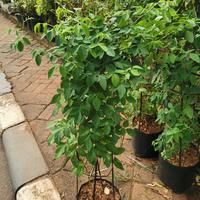 Gambar tanaman herbal teleng, tanaman hias bunga telang, kembang teleng dari MEKAR INDAH_NEW undefined 5 Tokopedia