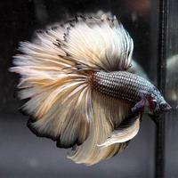 Gambar ikan cupang halfmoon dari AlunaJayaStore undefined 2 Tokopedia